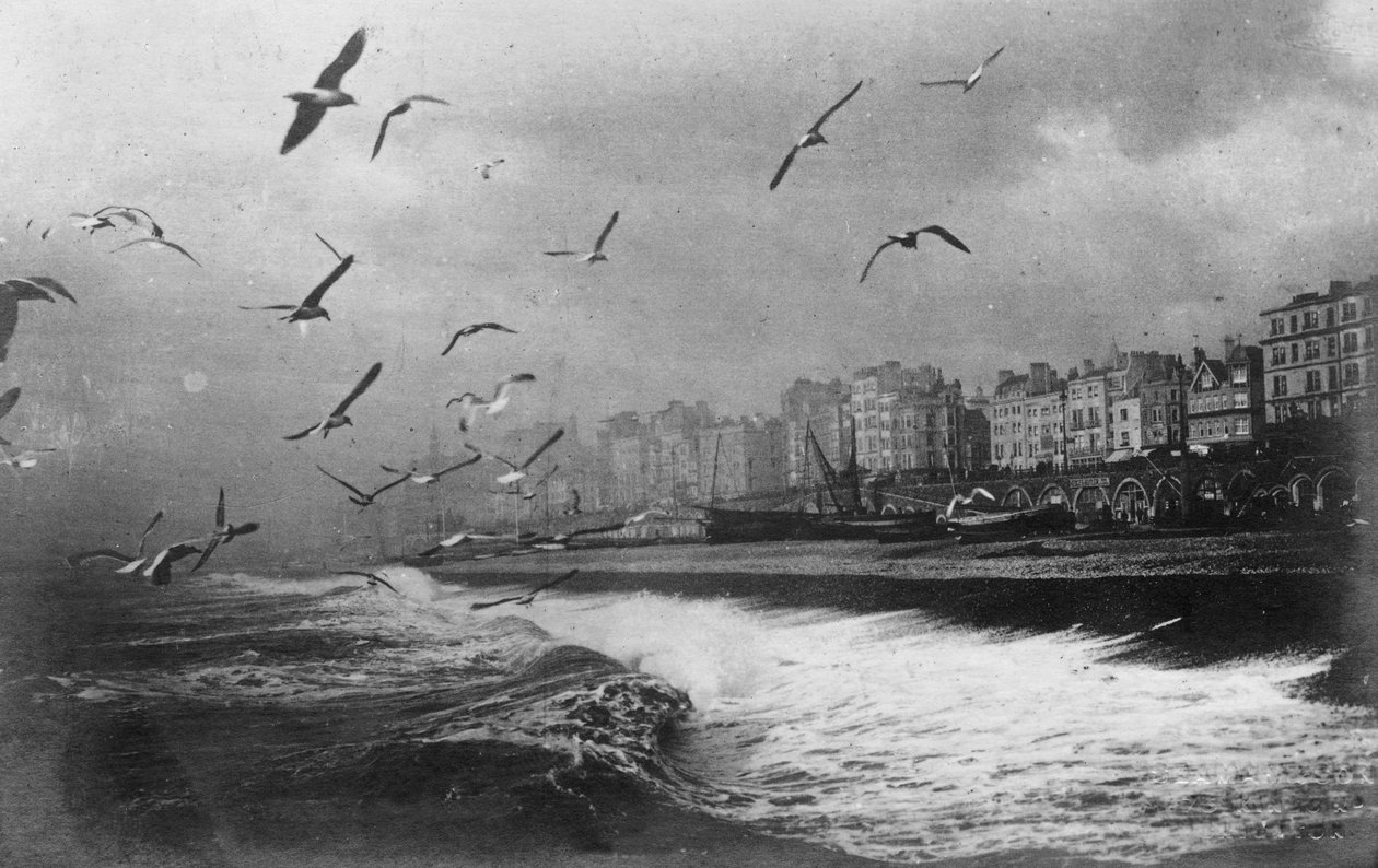 Måger i Brighton, East Sussex, begyndelsen af det 20. århundrede af Unbekannt