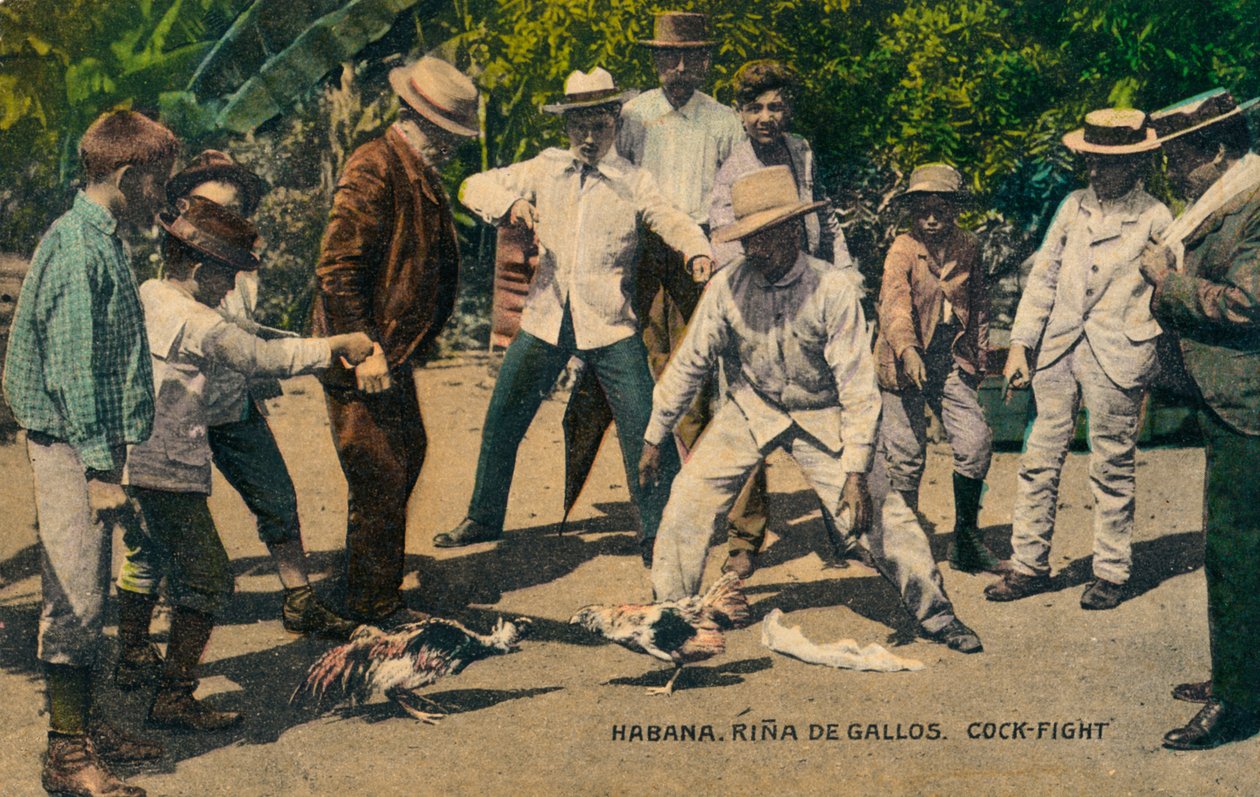 Habana. Rina de Gallos. Hanekamp, ca. 1900-tallet af Unbekannt