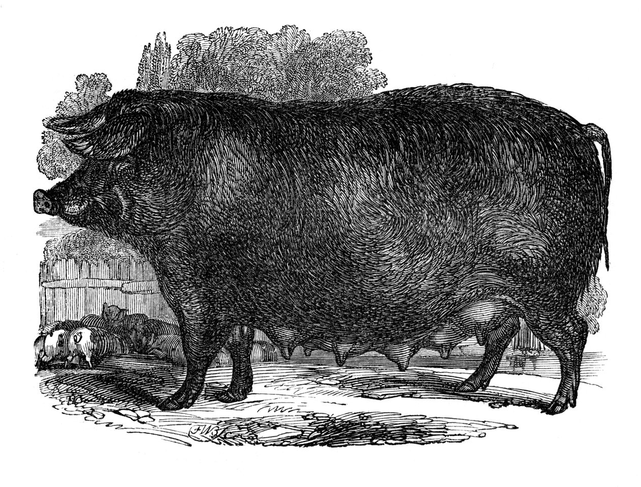 Hampshire so, 1848 af Unbekannt