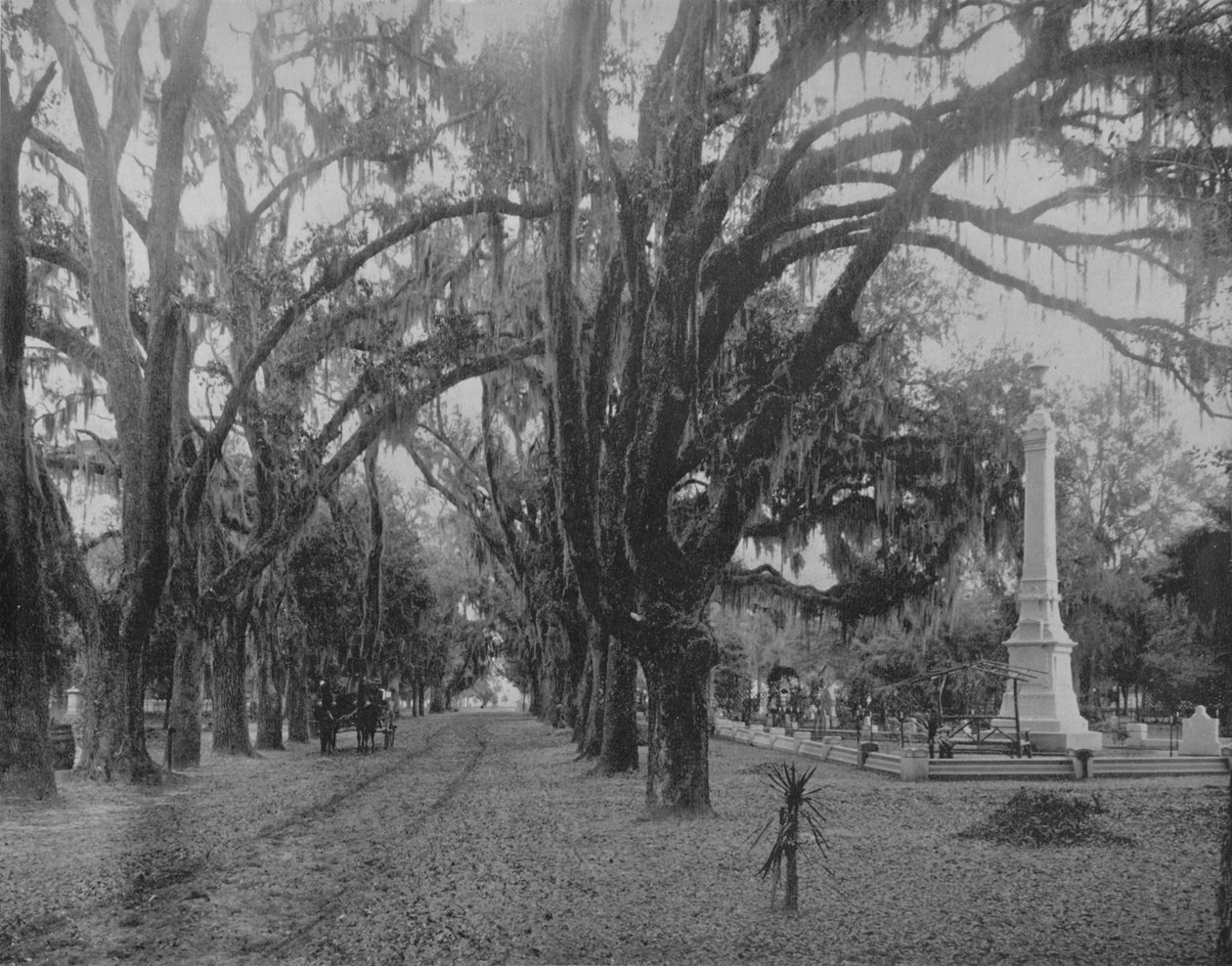 Hanging Moss på Live-Oak, Savannah, Georgia, c1897. af Unbekannt