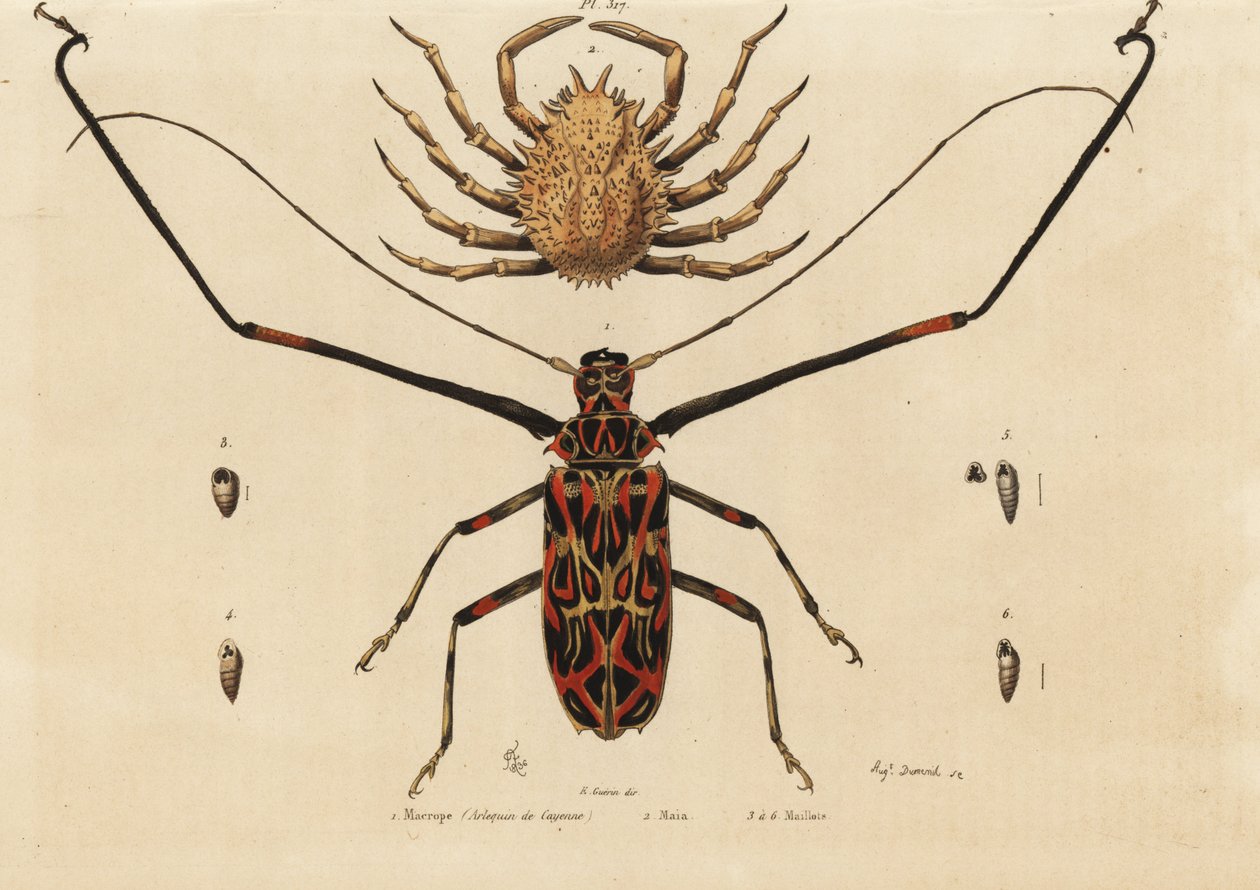 Harlekinbille, Acrocinus longimanus 1 og Europæisk edderkoppekrabbe, Hornkrabbe 2, Macrope (Cayenne Harlekin), Maia, trøjer af Unbekannt