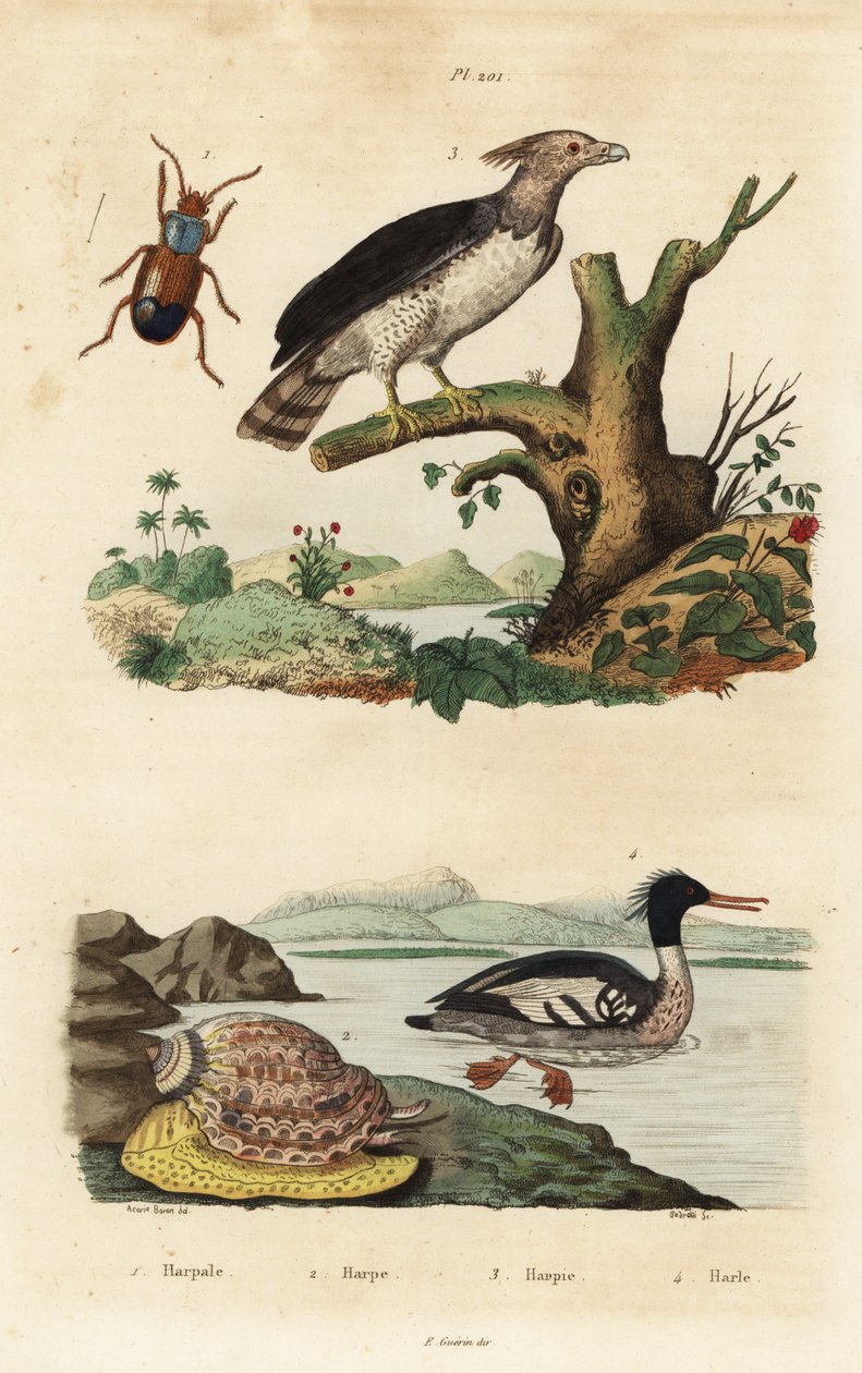 Harpeørn, Harpia harpyja 3, brasiliansk marganser, Mergus octosetaceus, kritisk truet 4, Harpalus bille 1 og harpesnegl, Harpa major 2. Harpale, harpe, harpie, harle af Unbekannt