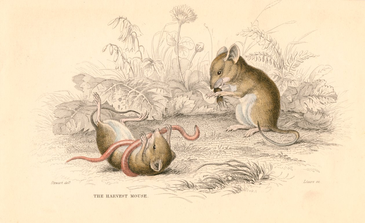 Høstmus Micromys minutus af den gamle verden, 1828 af Unbekannt