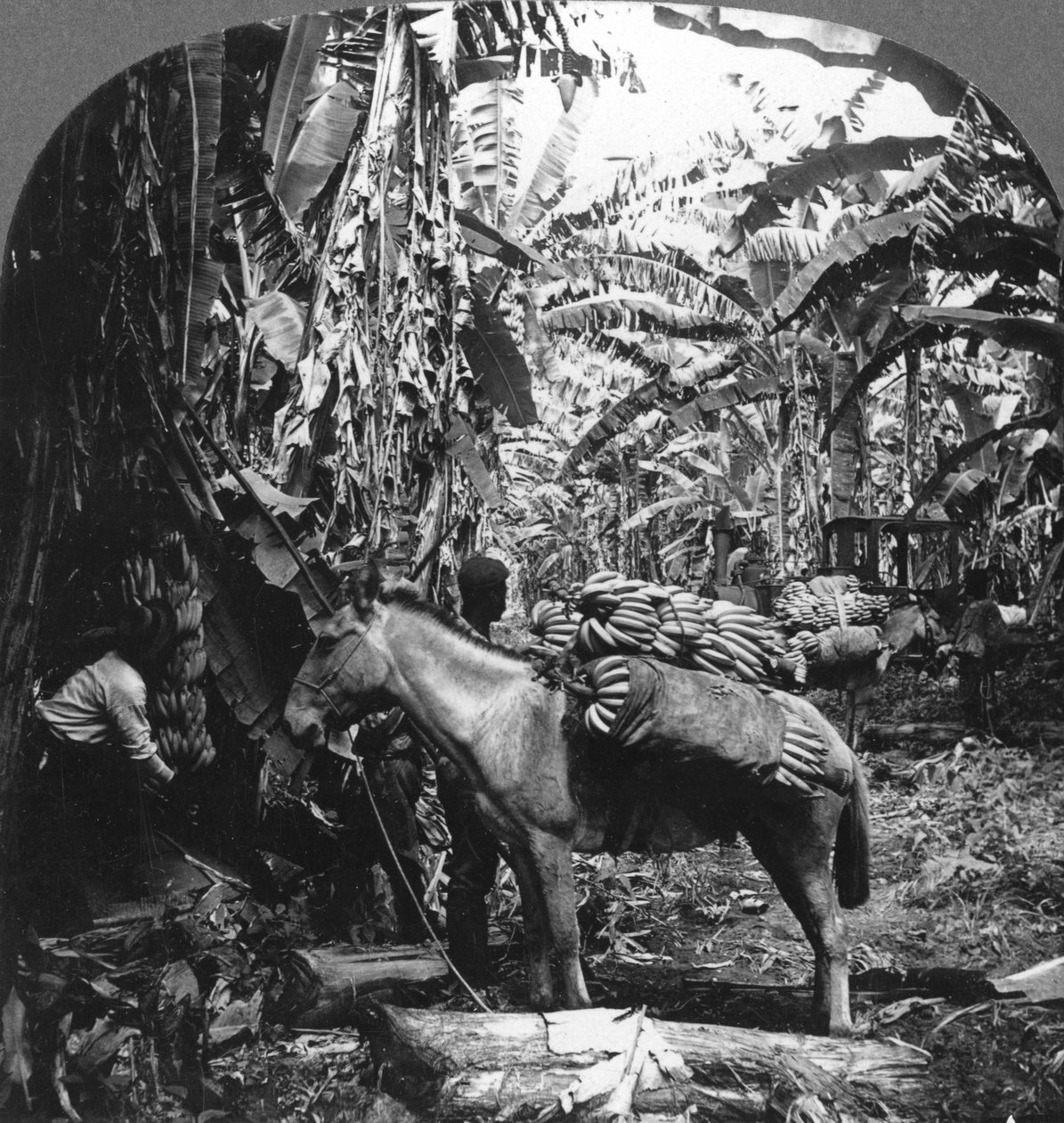 Bananhøst, Costa Rica, 1909 af Unbekannt