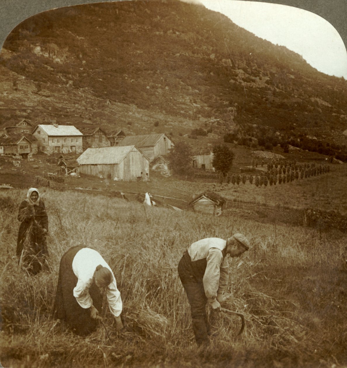 Høst byg på en Mindresunde-gård i dalen nær Olden, Norge, c1905. af Unbekannt
