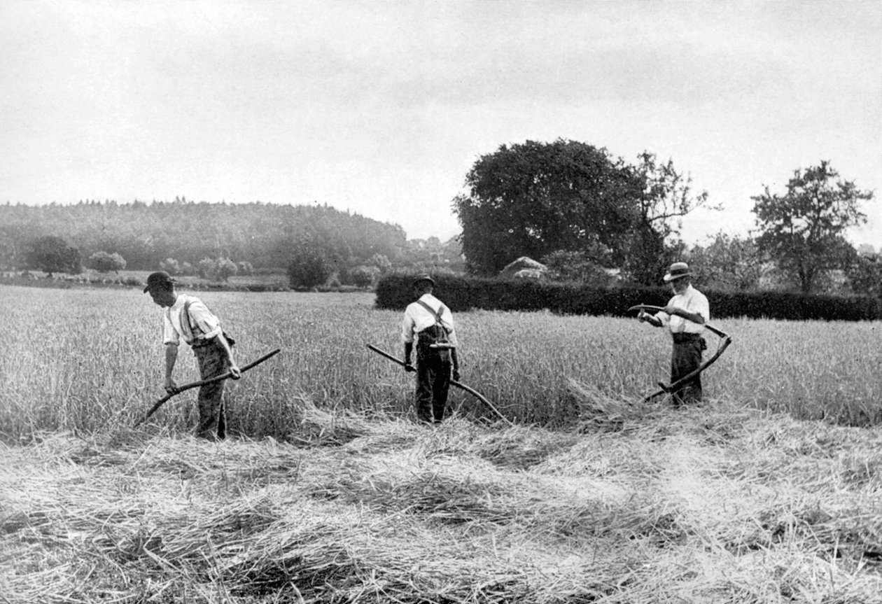 Høstning, 1926 af Unbekannt
