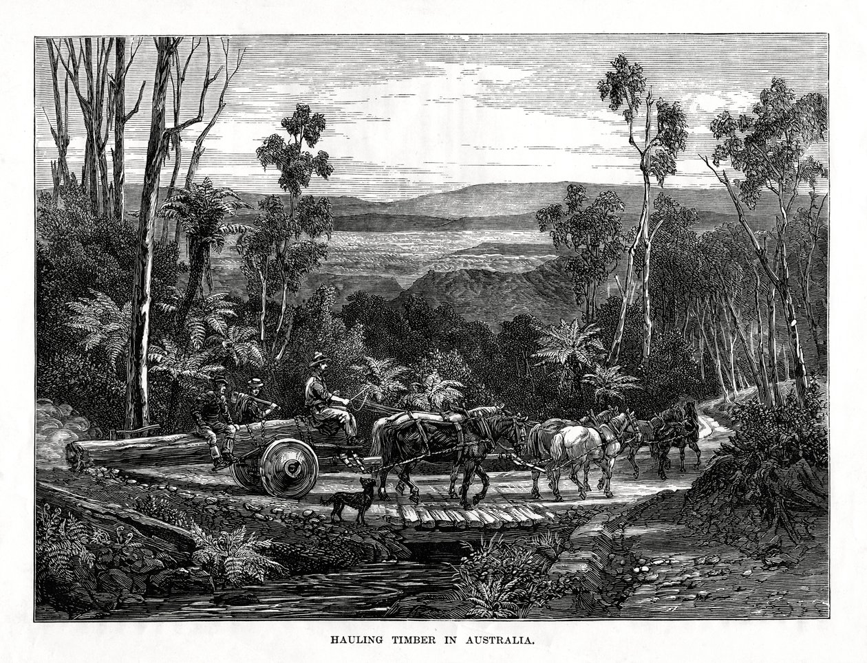 Trækhaling, Australien, 1877 af Unbekannt