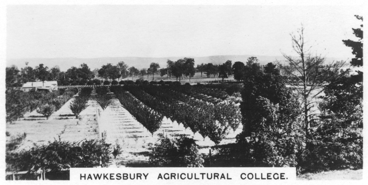 Hawkesbury Agricultural College, New South Wales, Australien, 1928 af Unbekannt