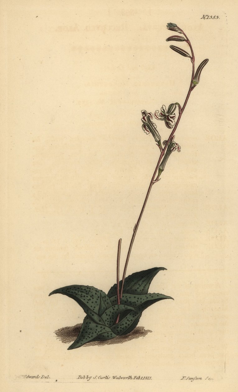 Havarthia venosa (Recurved Aloe, Aloe Recurve) af Unbekannt