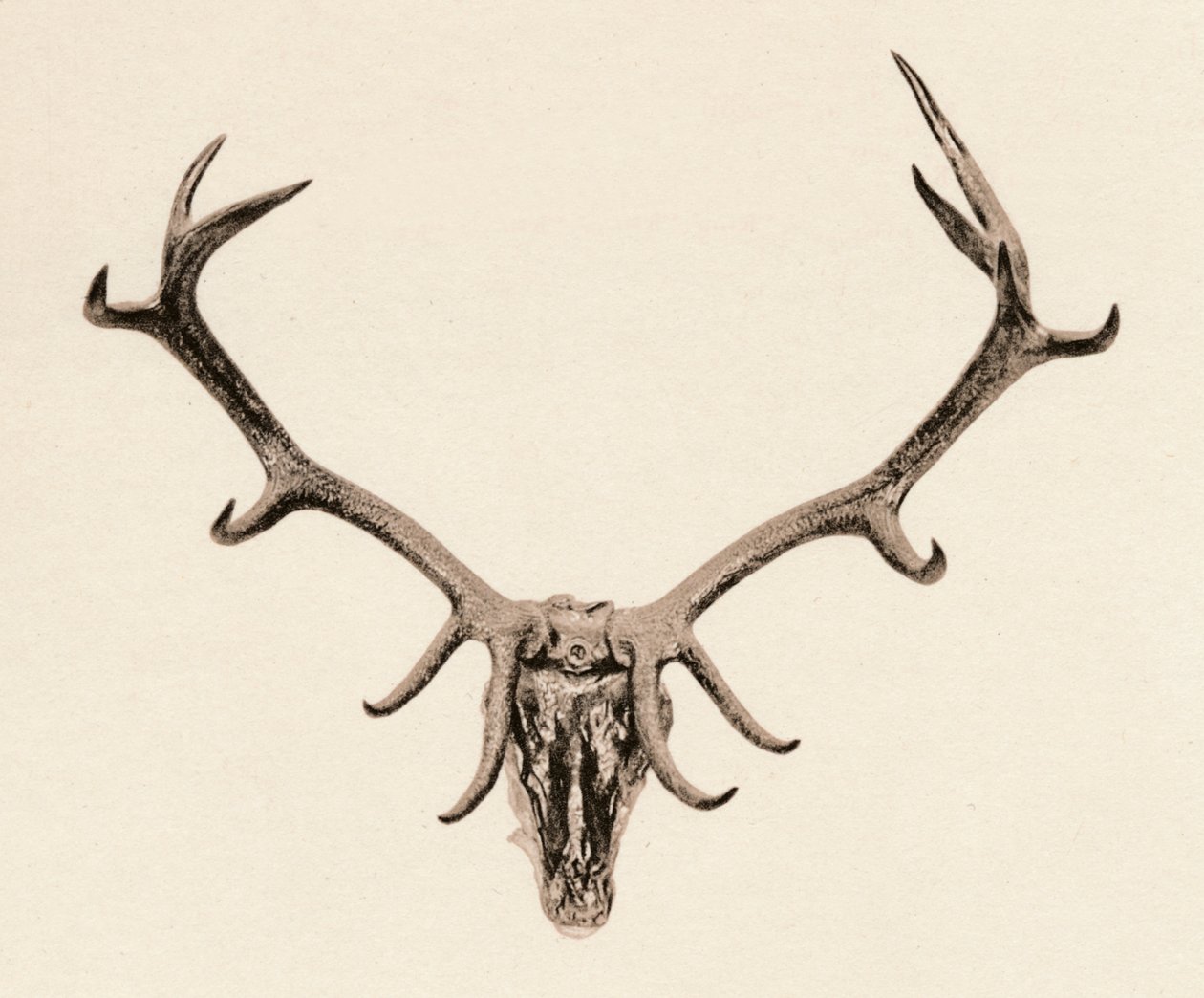 Head of a Deer, c1500-tallet, 1904 af Unbekannt