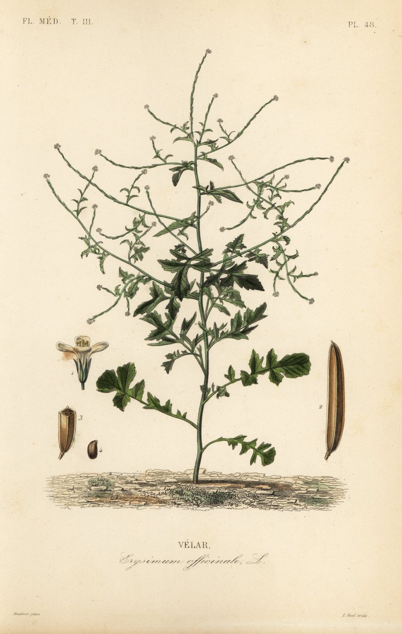 Hæksennep, Sisymbrium officinale, Erysimum officinale, Velar af Unbekannt