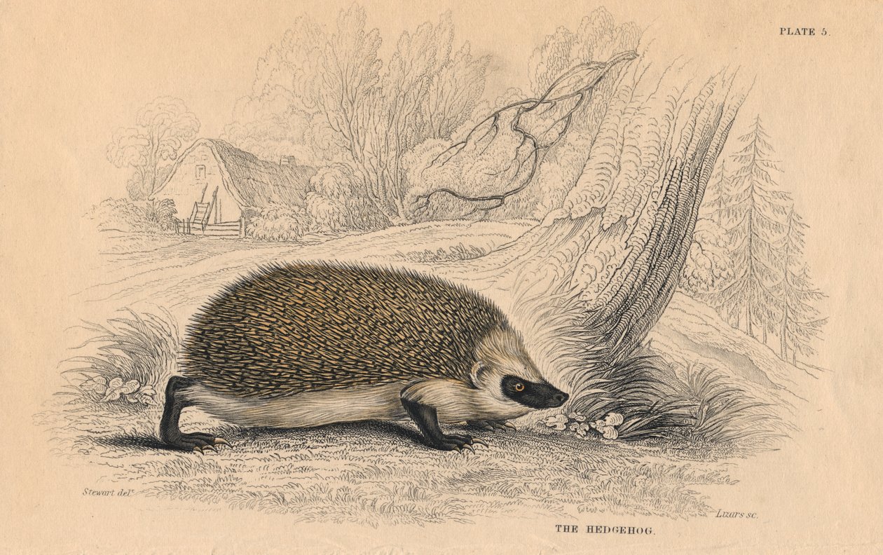Europæisk pindsvin Erinaceus, 1828 af Unbekannt