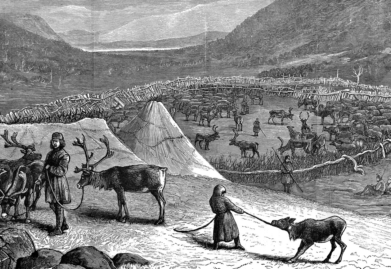 Rensdyrbesætning, Lapland, 1882 af Unbekannt
