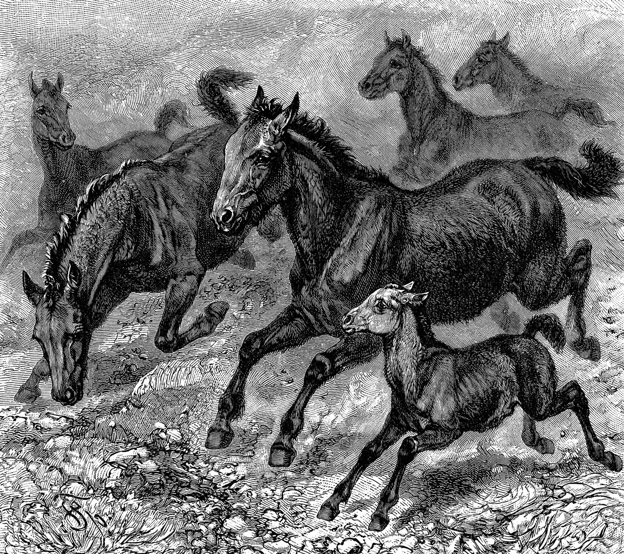 Besætning af Tarpan, 1893 af Unbekannt
