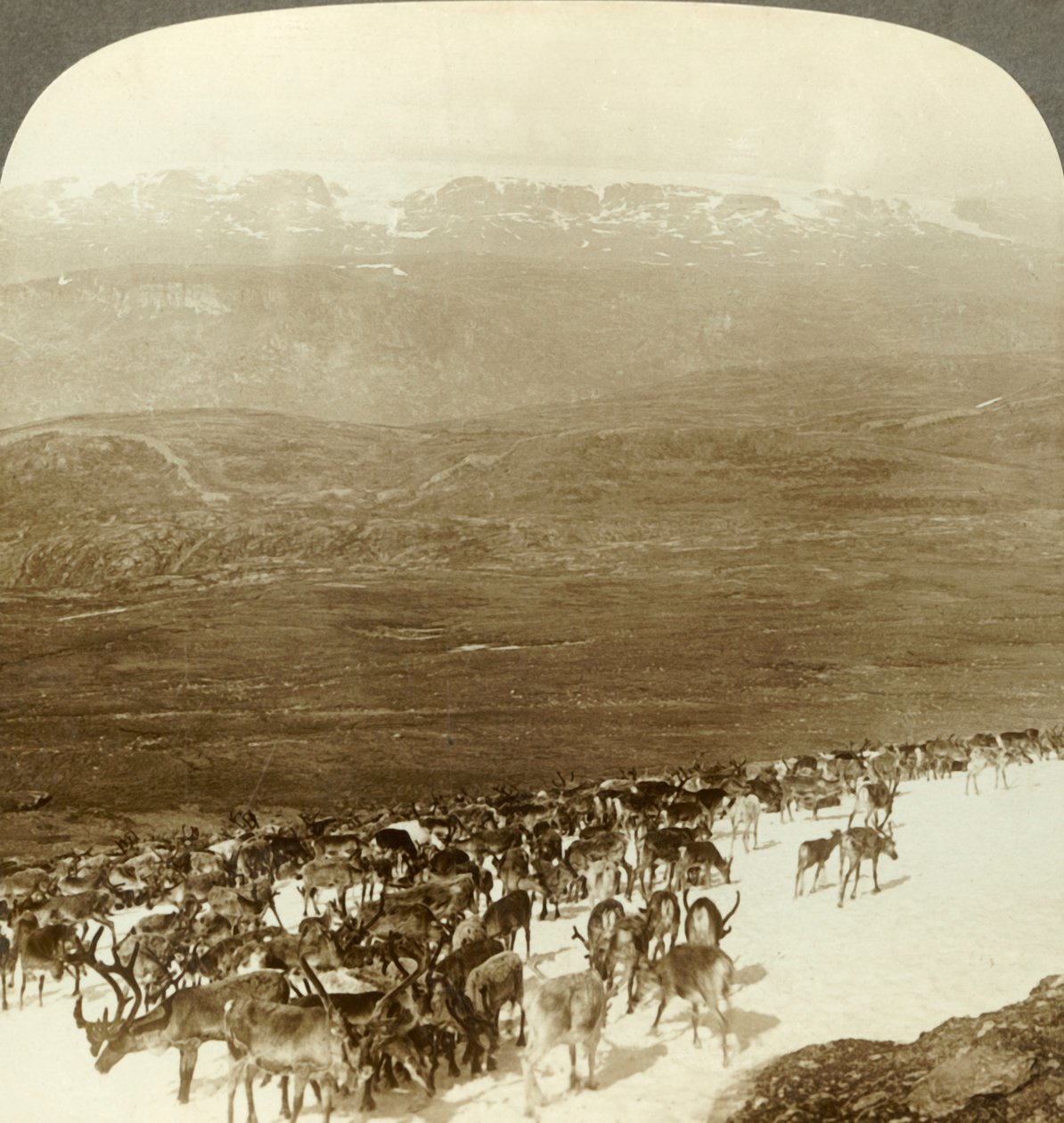 Flok rensdyr i det nordlige vildmark og sneklædte højder af Hardanger-gletsjeren, Norge, c1905. af Unbekannt