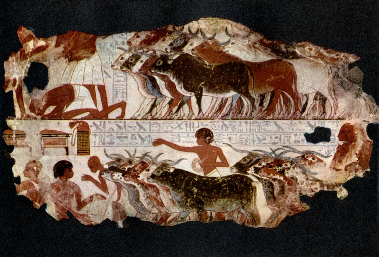 Besætninger af kvæg fra tiden under det 18. dynasti, Egypten, c1400 f.Kr. 1936 af Unbekannt