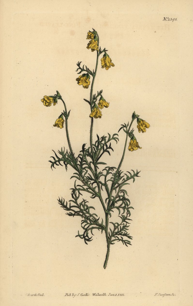 Hermannia confusa (Finbladet hermannia, Hermannia tenuifolia) af Unbekannt