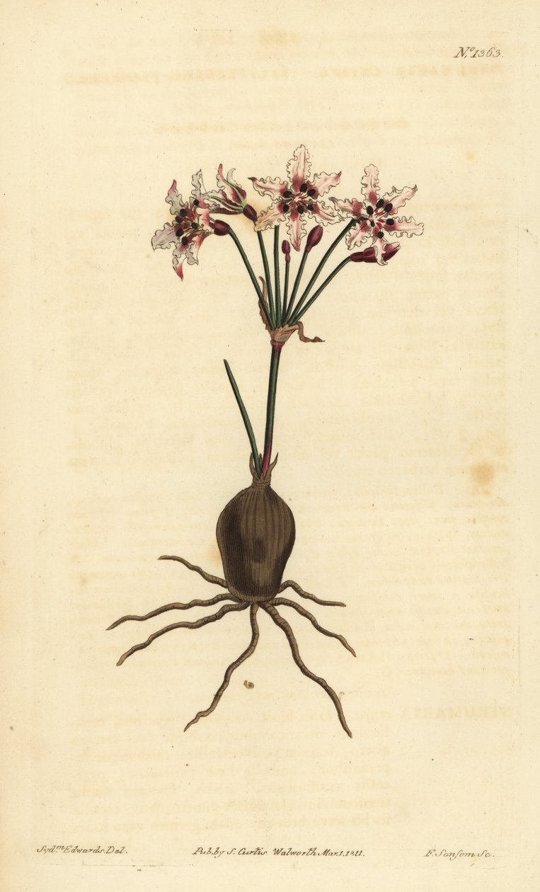 Hessea cinnamomea (glitrende blomstret strumaria, Strumaria crispa) af Unbekannt