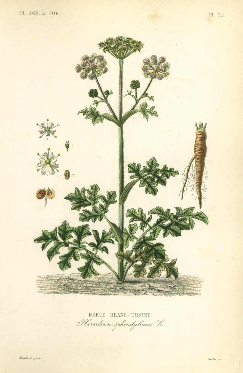 Bjørneklo eller ko pastinak, Heracleum sphondylium, berce branc-ursine af Unbekannt