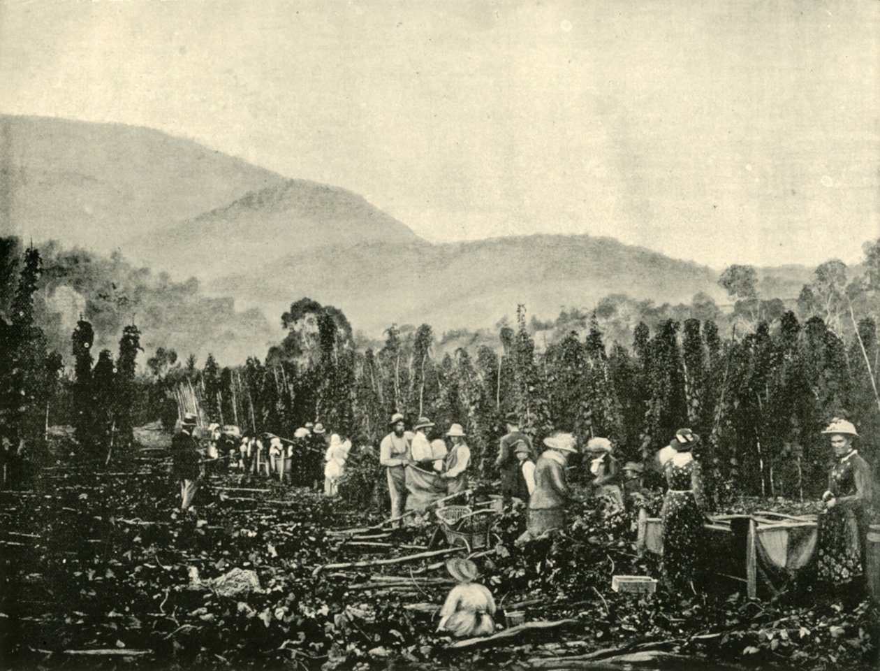 Humleplukning i Tasmanien, 1901. af Unbekannt