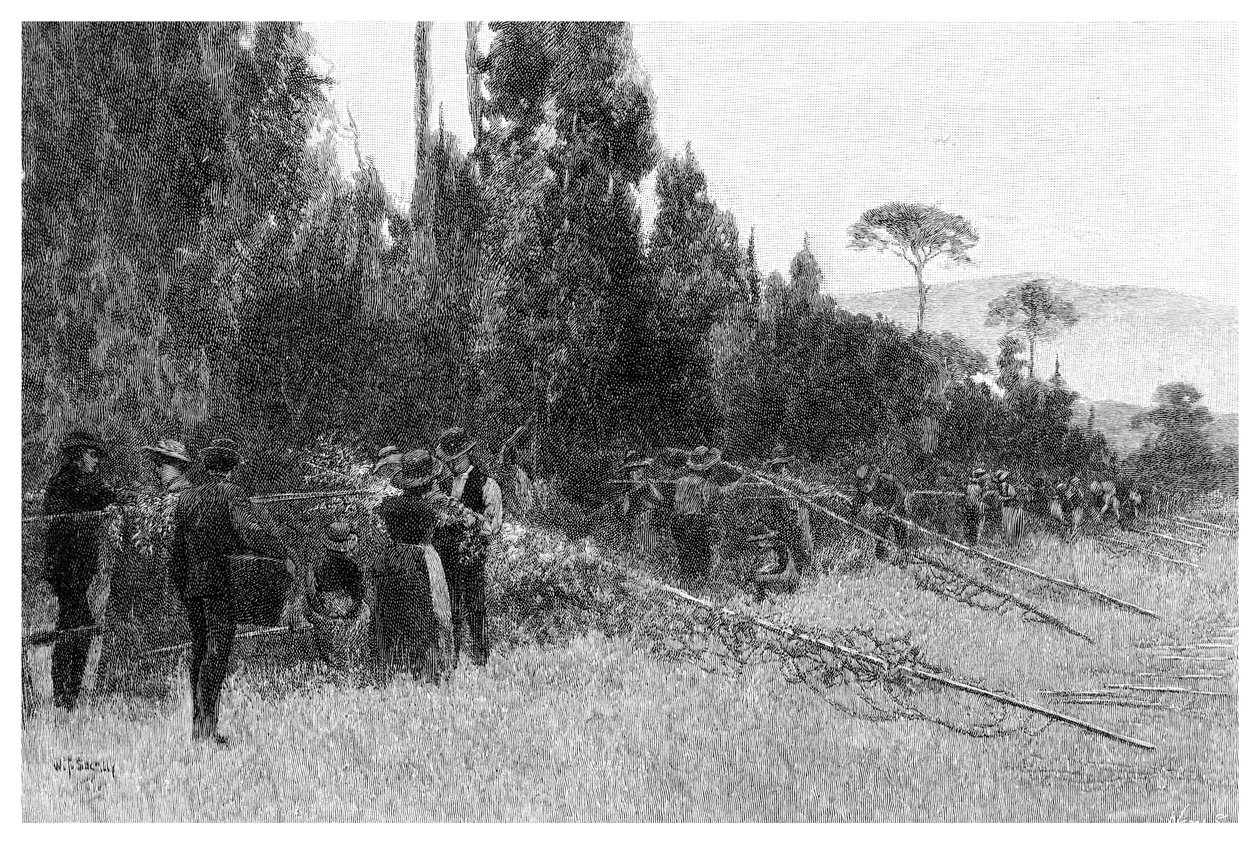 Hopplukning nær Bairnsdale, Australien, 1886 af Unbekannt