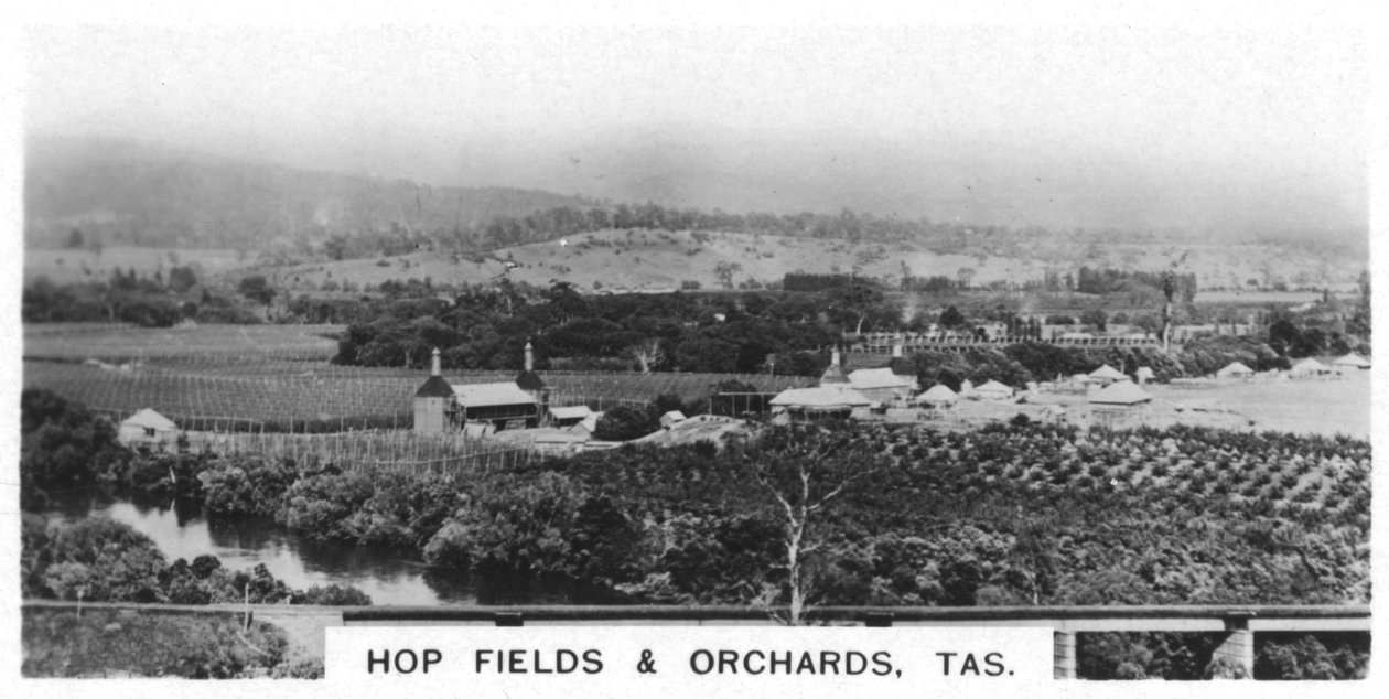 Humlemarker og frugtplantager, Tasmanien, Australien, 1928 af Unbekannt