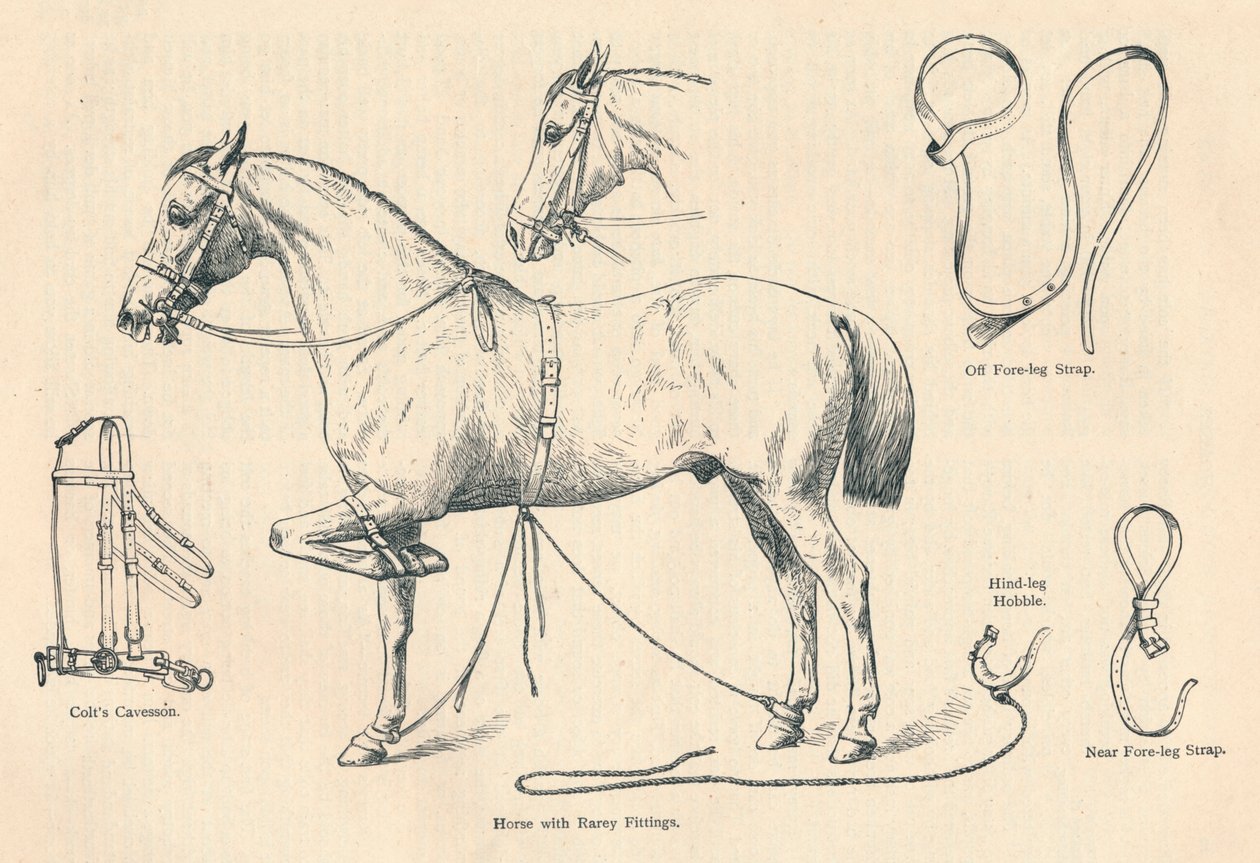 Hest med Rarey beslag, c1905 c1910 af Unbekannt