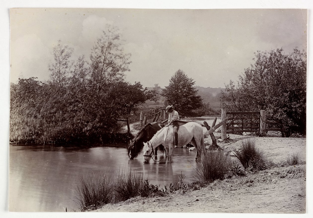 Heste drikker ved dam, vers 1890 af Unbekannt