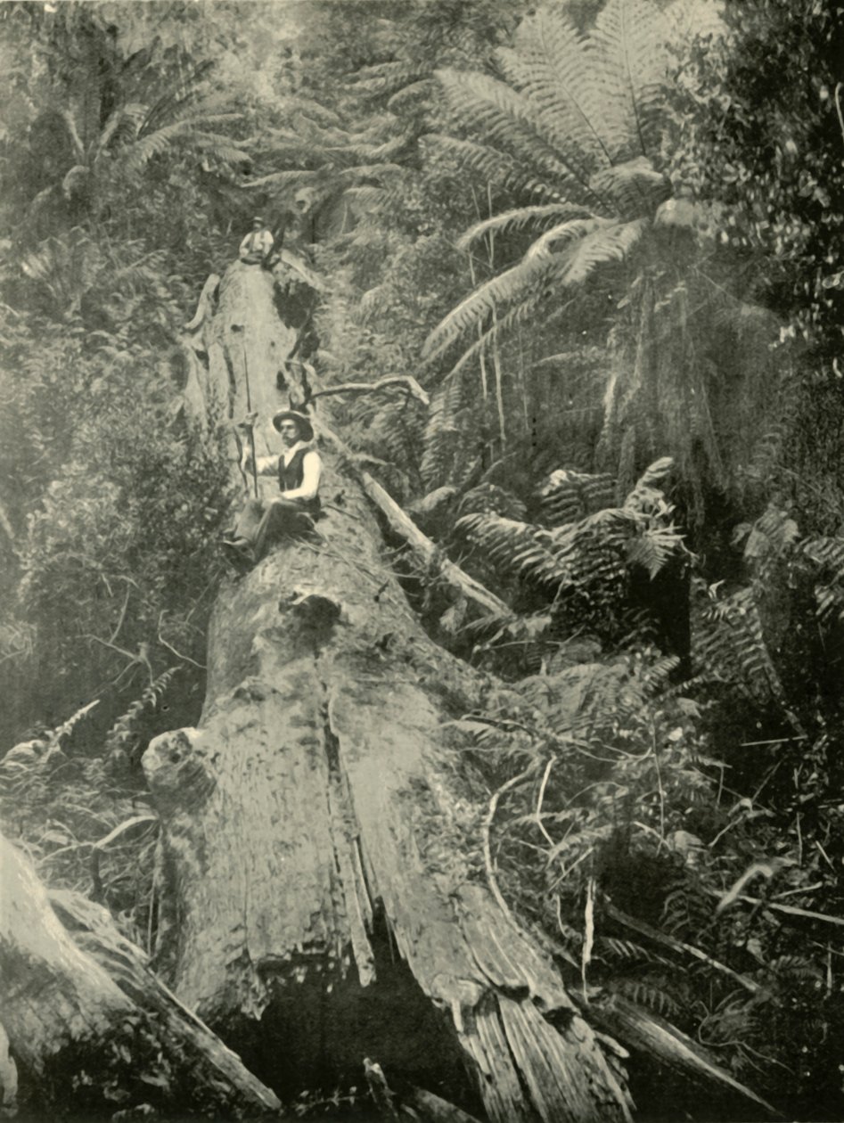 How Are The Mighty Fallen, 1901. af Unbekannt