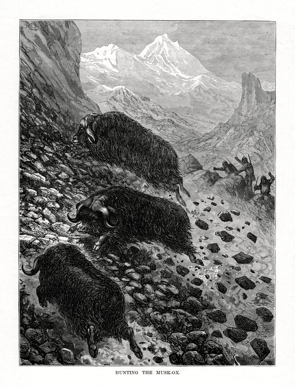 Jagt på moskusoksen, 1877 af Unbekannt