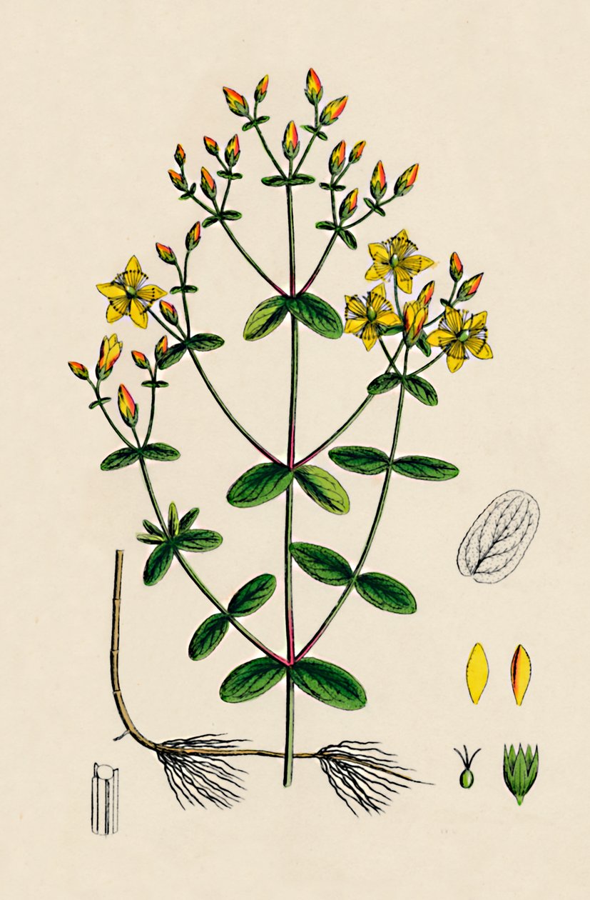 Hypericum Boeticum. St. John