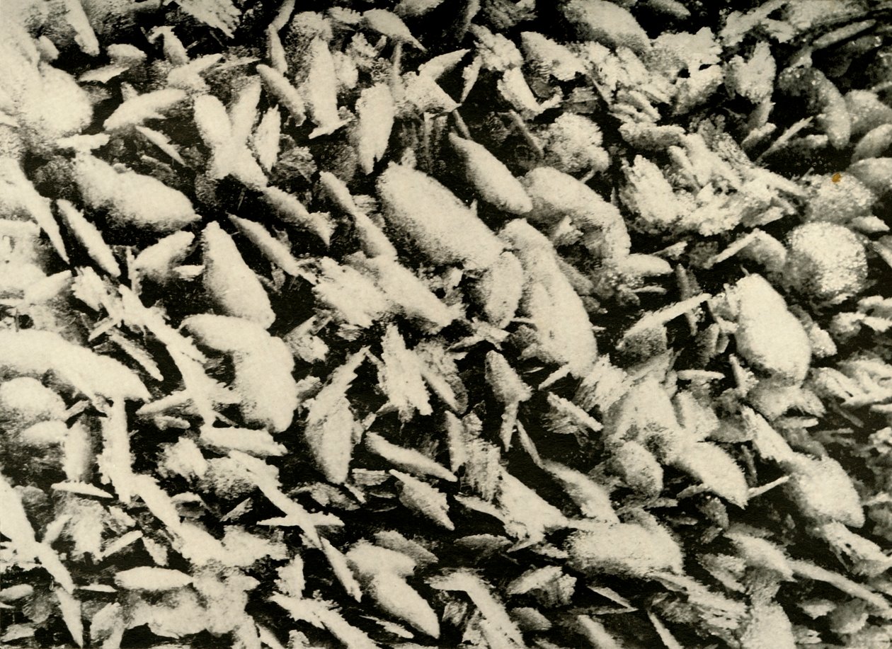 Iskrystaller på taget af Hut Porch, c1908, 1909 af Unbekannt