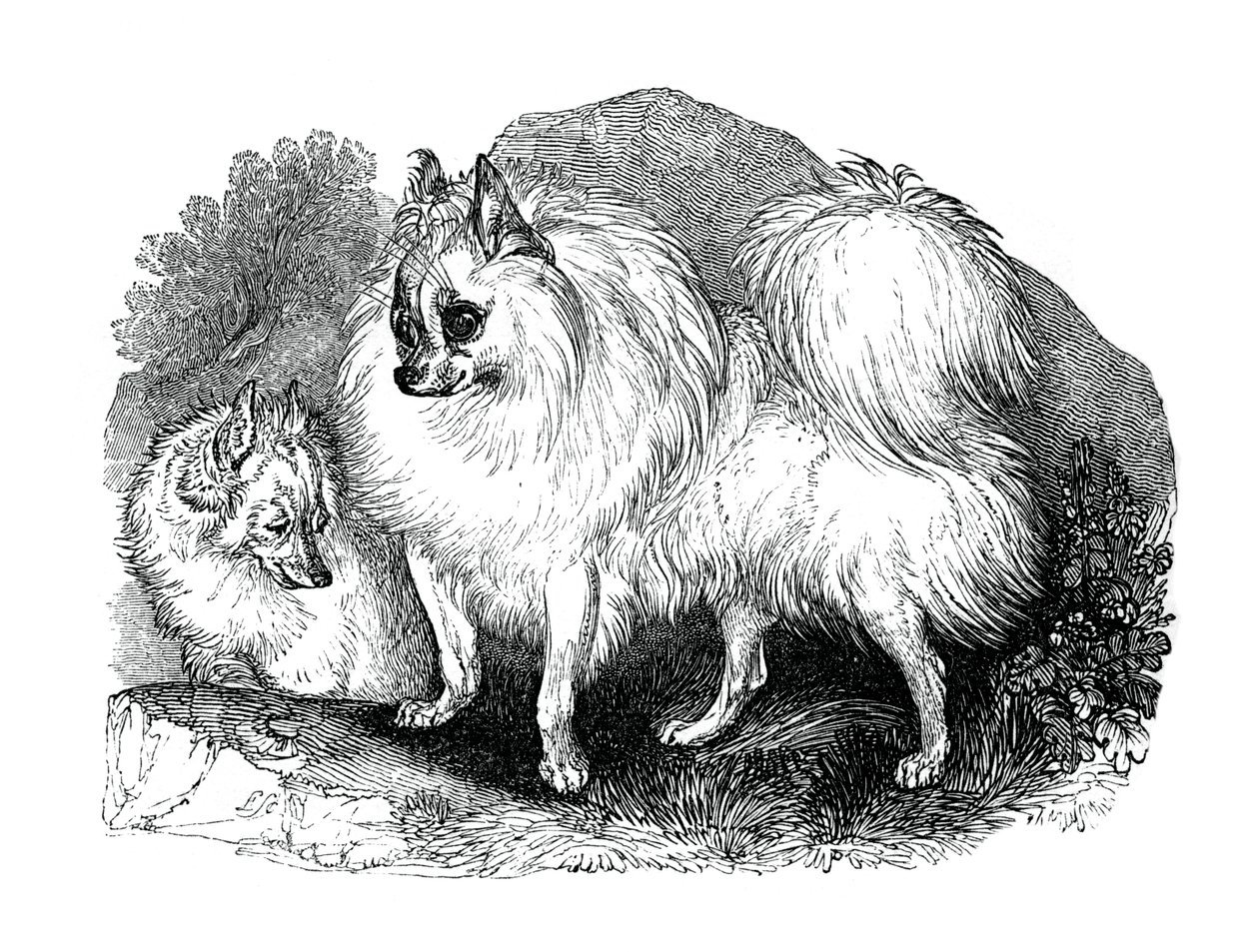 Islandsk hund, 1848 af Unbekannt
