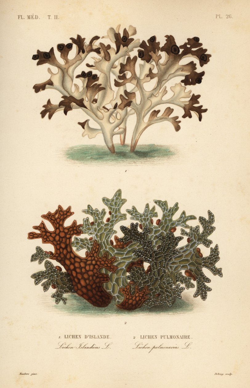 Islandmos, Cetraria islandica, islandsk lav og trælungeurt, Lobaria pulmonaria, lungelav af Unbekannt