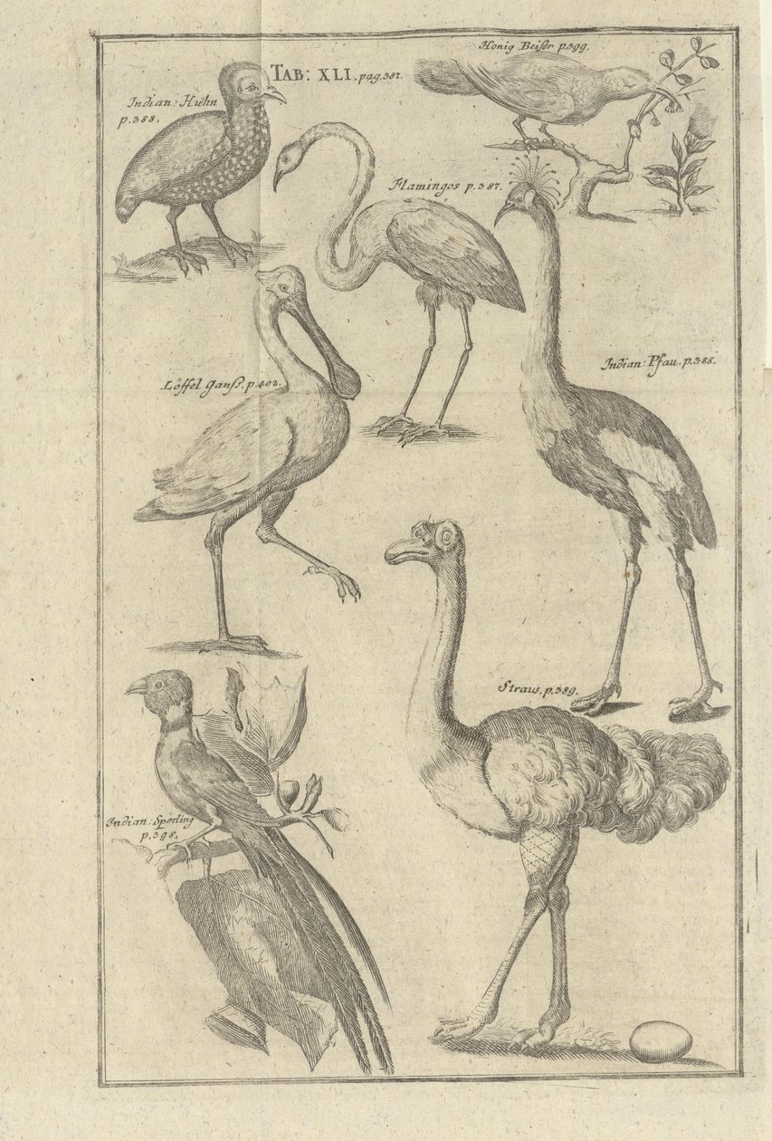 Illustration hentet fra boken Beskrivelse af Vorgebürges des Guten Hope og deres hottentotter af Kolb, Peter og udgivelse af bey Peter Conrad Monath (de, 1745) af Unbekannt
