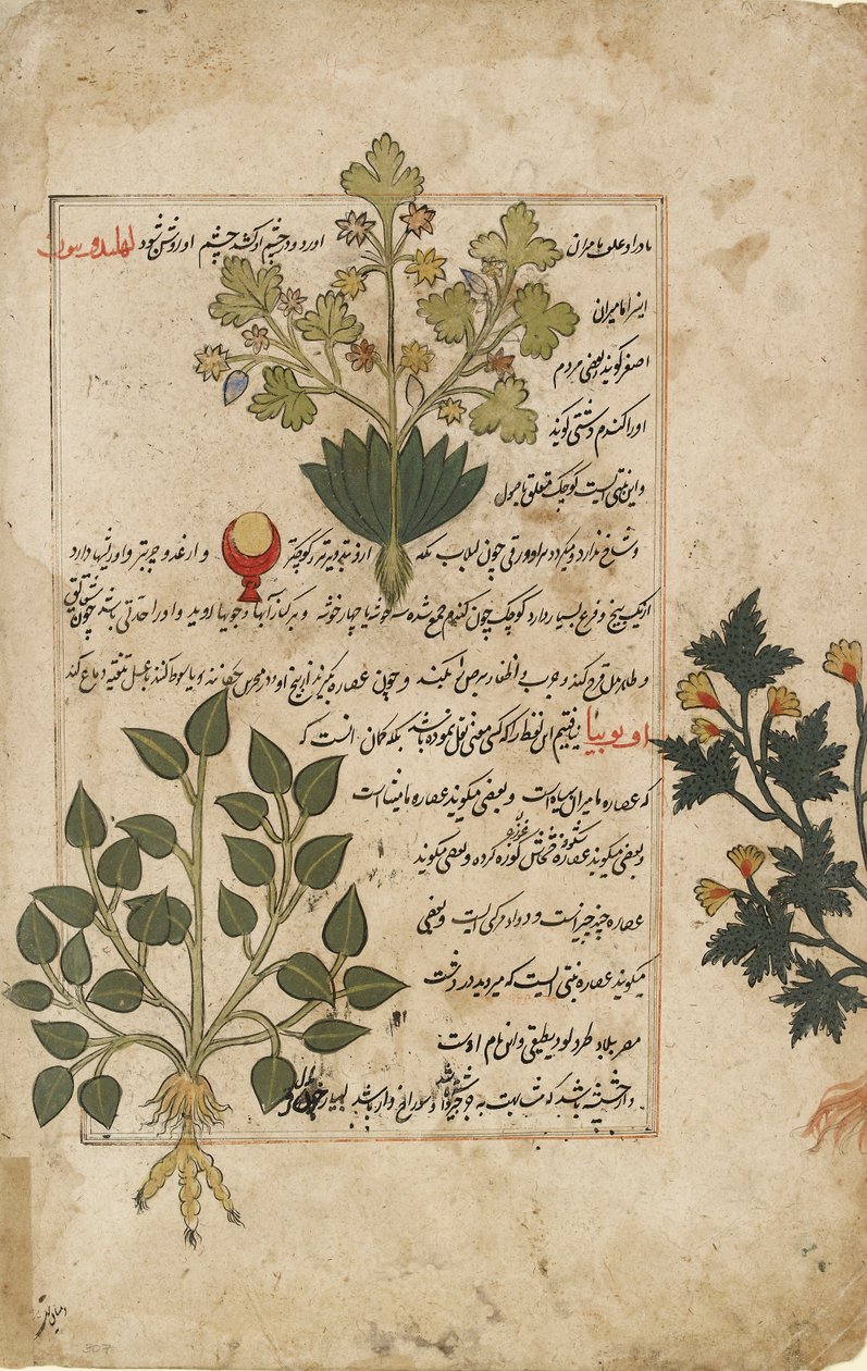 Illustreret dobbelt folio forestillende tidsler og andre lægeplanter, 1595 af Unbekannt