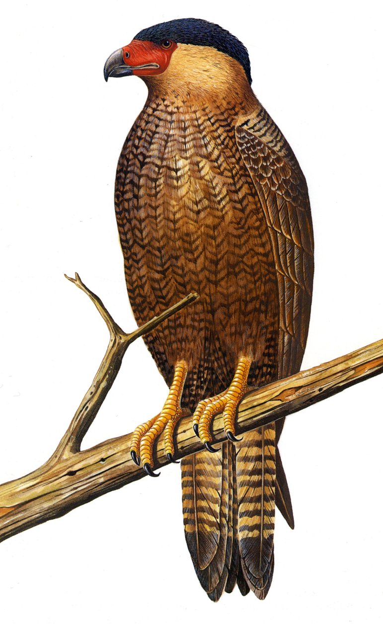 Illustration/Polyborus lutosus/Quelili/Caracara de Guadalupe/Guadalupe Caracara af Unbekannt