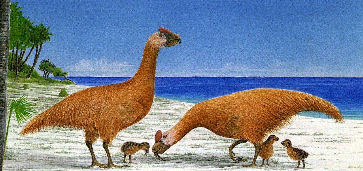 Illustration/Sylviornis neocaledoniae af Unbekannt