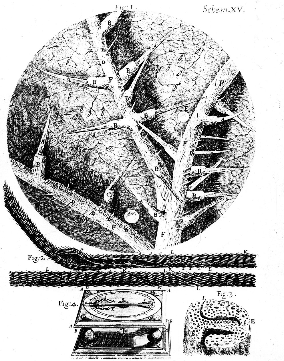 Illustrationer fra den engelske mikroskopist Robert Hookes Micrographia, 1665 af Unbekannt