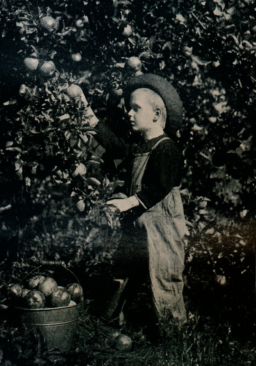 I en af Ontario frugtbare frugtplantager, c1934 af Unbekannt