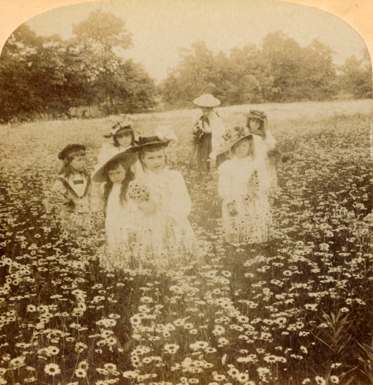 In the Daisy Field: Sweet Flowret of the Rural Glade, 1896. af Unbekannt