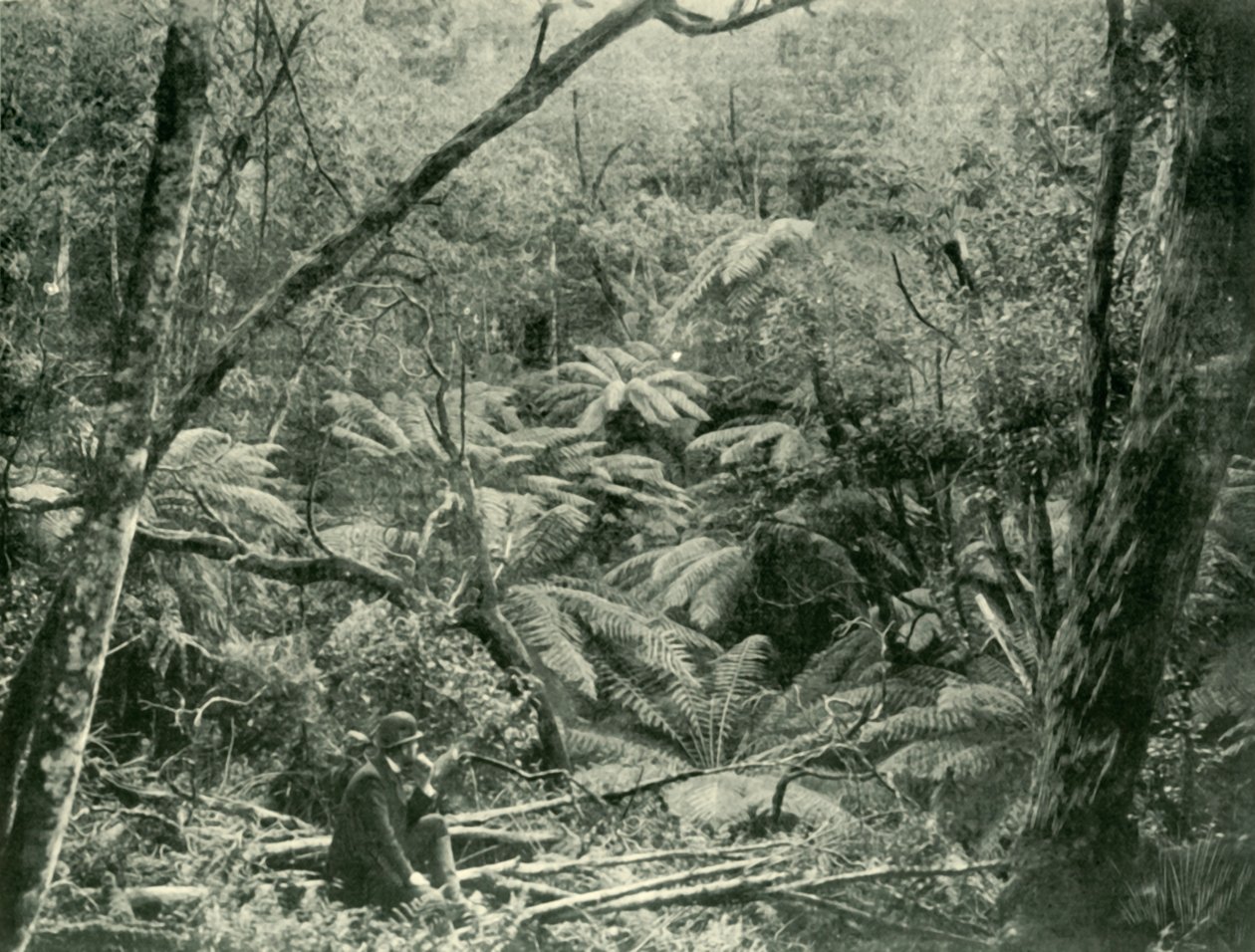 I Dandenong Ranges, 1901. af Unbekannt