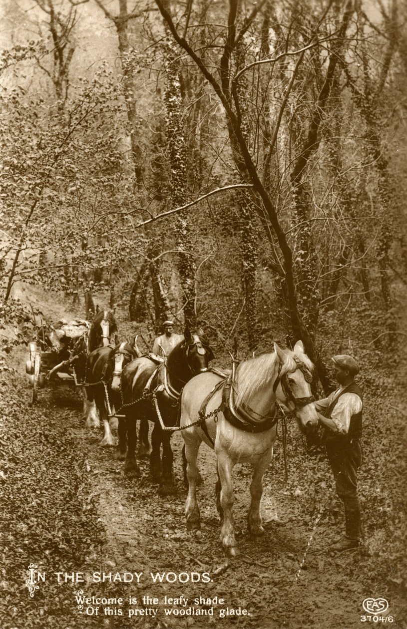 I Shady Woods, slutningen af det 19. eller begyndelsen af det 20. århundrede af Unbekannt