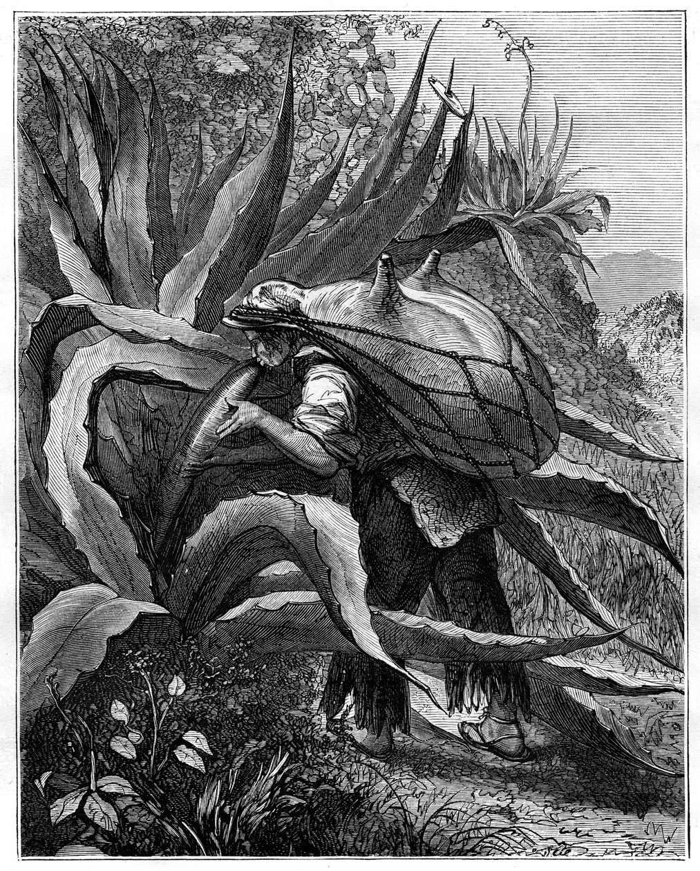 Indisk udvinding af pulque, Mexico, 1800-tallet af Unbekannt