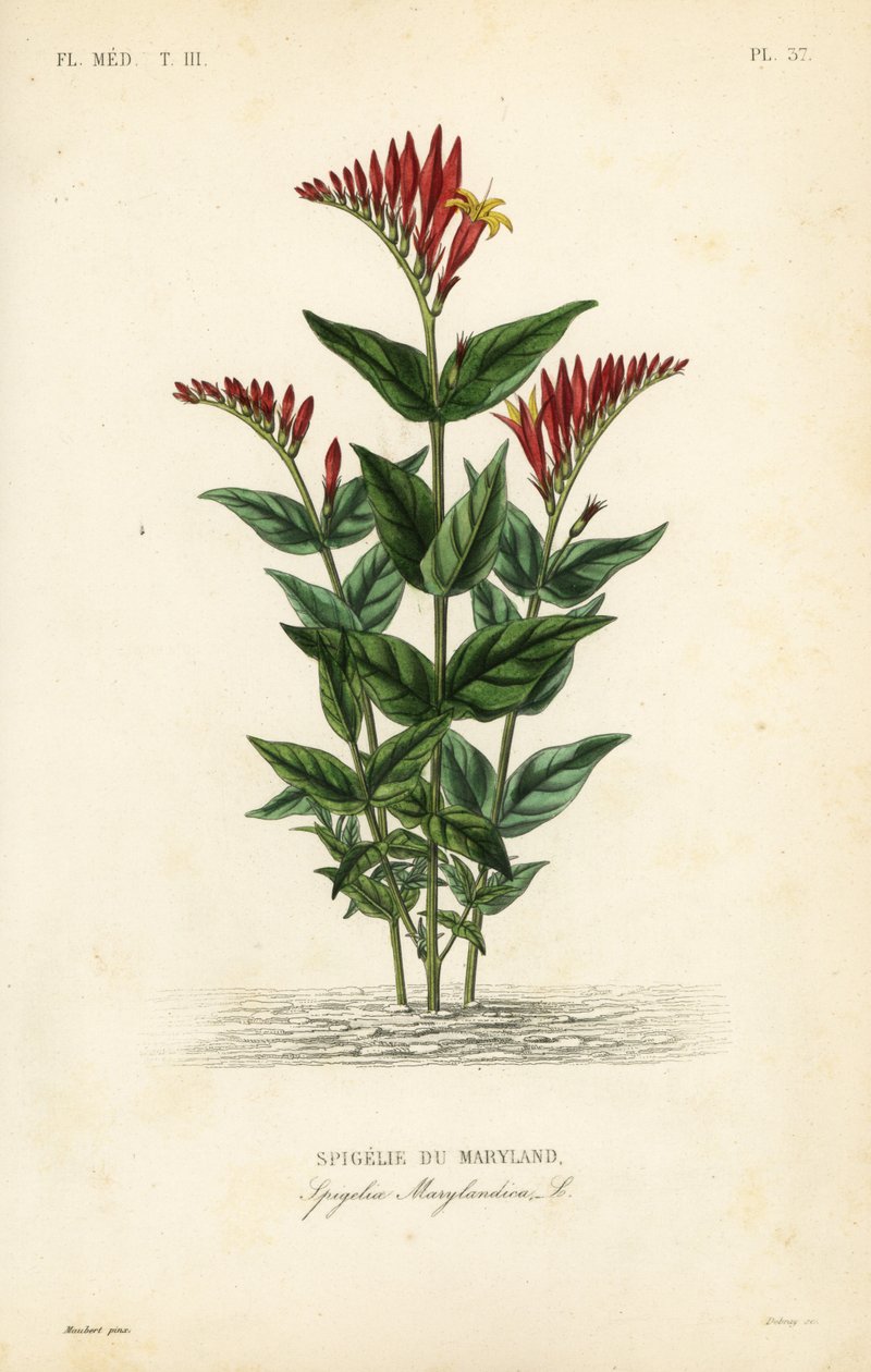 Indisk pink- eller skovrod, Spigelia marilandica, Spigelia marylandica, Spigelie du Maryland af Unbekannt
