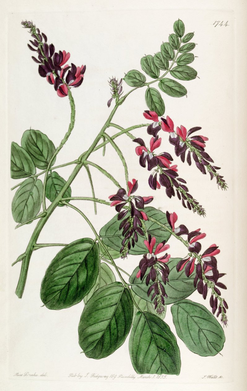 Indigofera atropurpurea af Unbekannt