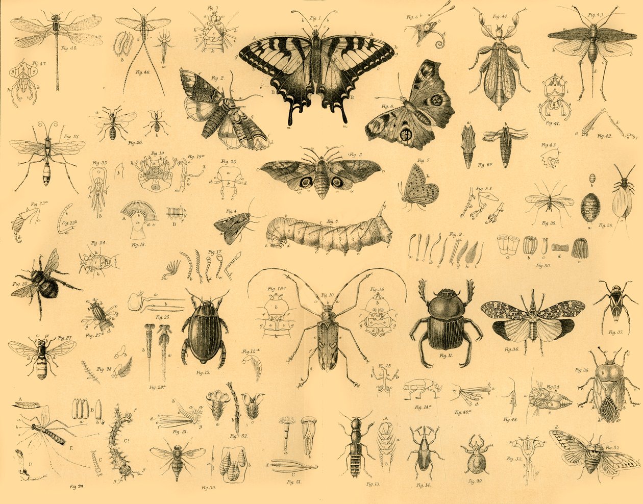 Insekter, c1910. af Unbekannt