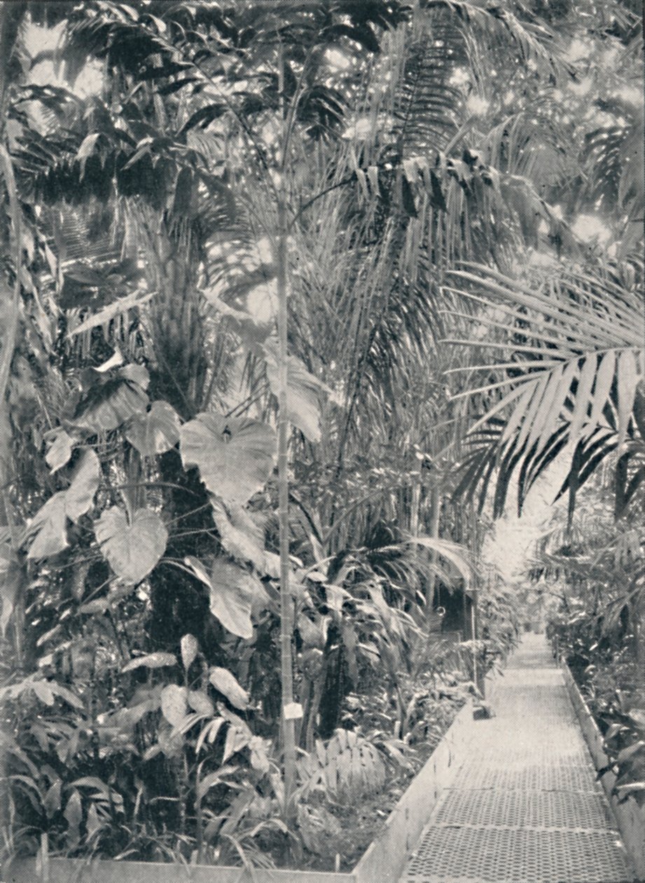 Interiør af Great Palm House, Kew Gardens, 1904 af Unbekannt