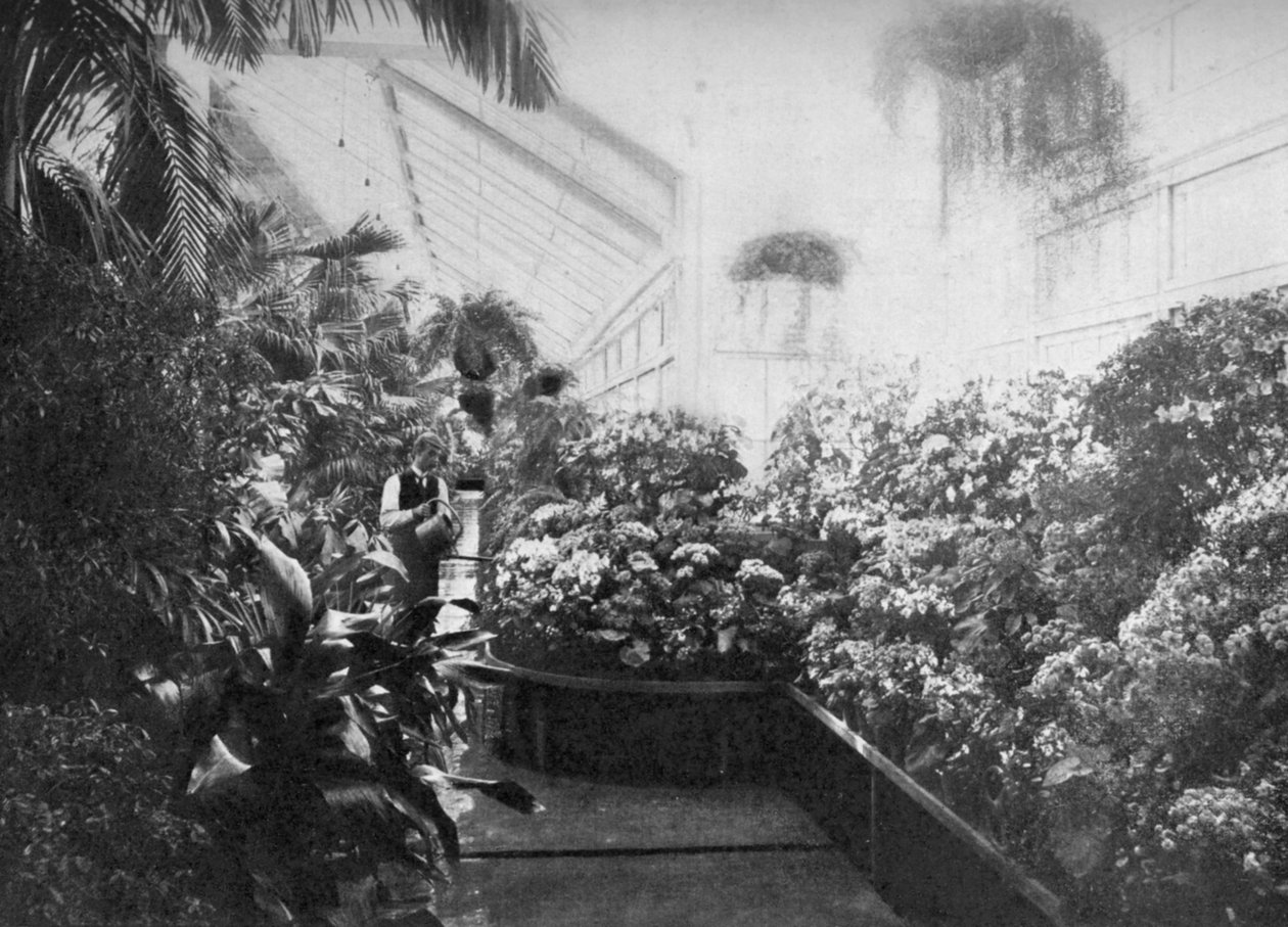 Interiør af Det Hvide Hus drivhus, Washington DC, USA, 1908 af Unbekannt
