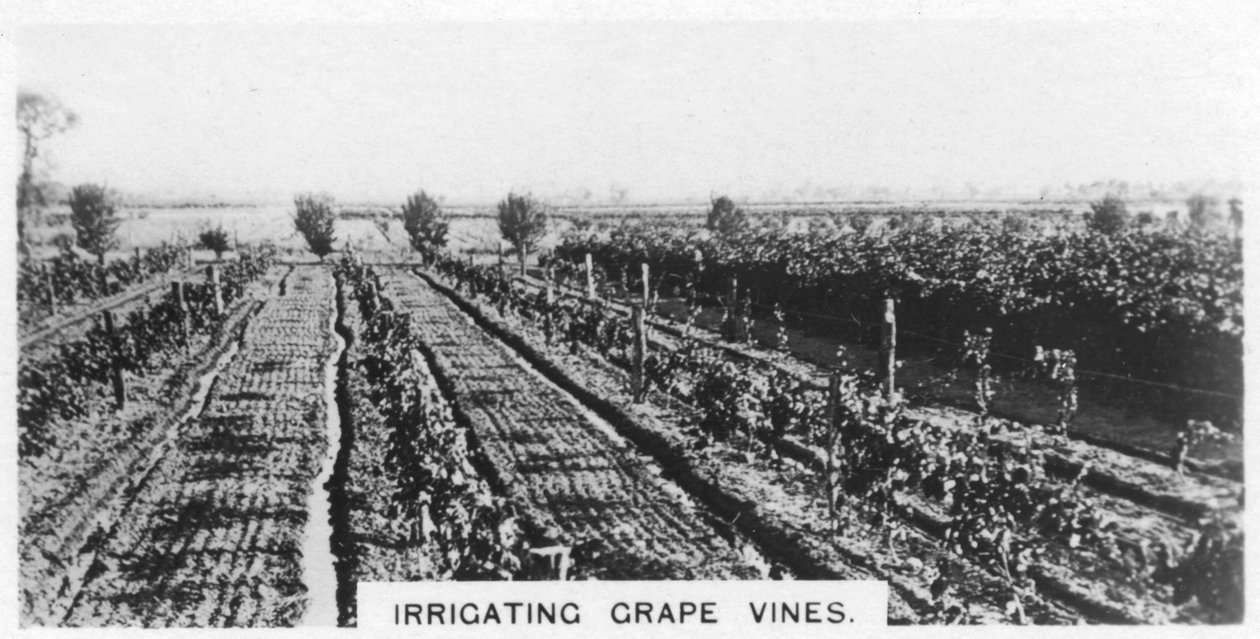 Vanding af vinstokke, Australien, 1928 af Unbekannt
